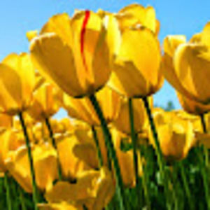 Meet your Posher, Syeda